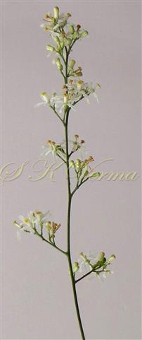  Inflorescence (Panicle)
